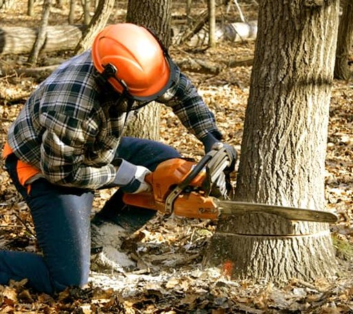 Tree Removal in Dandridge, TN